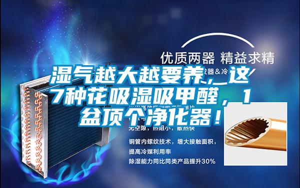 濕氣越大越要養(yǎng)，這7種花吸濕吸甲醛，1盆頂個(gè)凈化器！