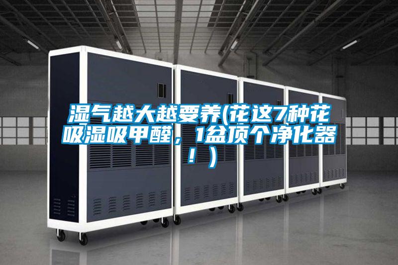 濕氣越大越要養(yǎng)(花這7種花吸濕吸甲醛，1盆頂個凈化器！)